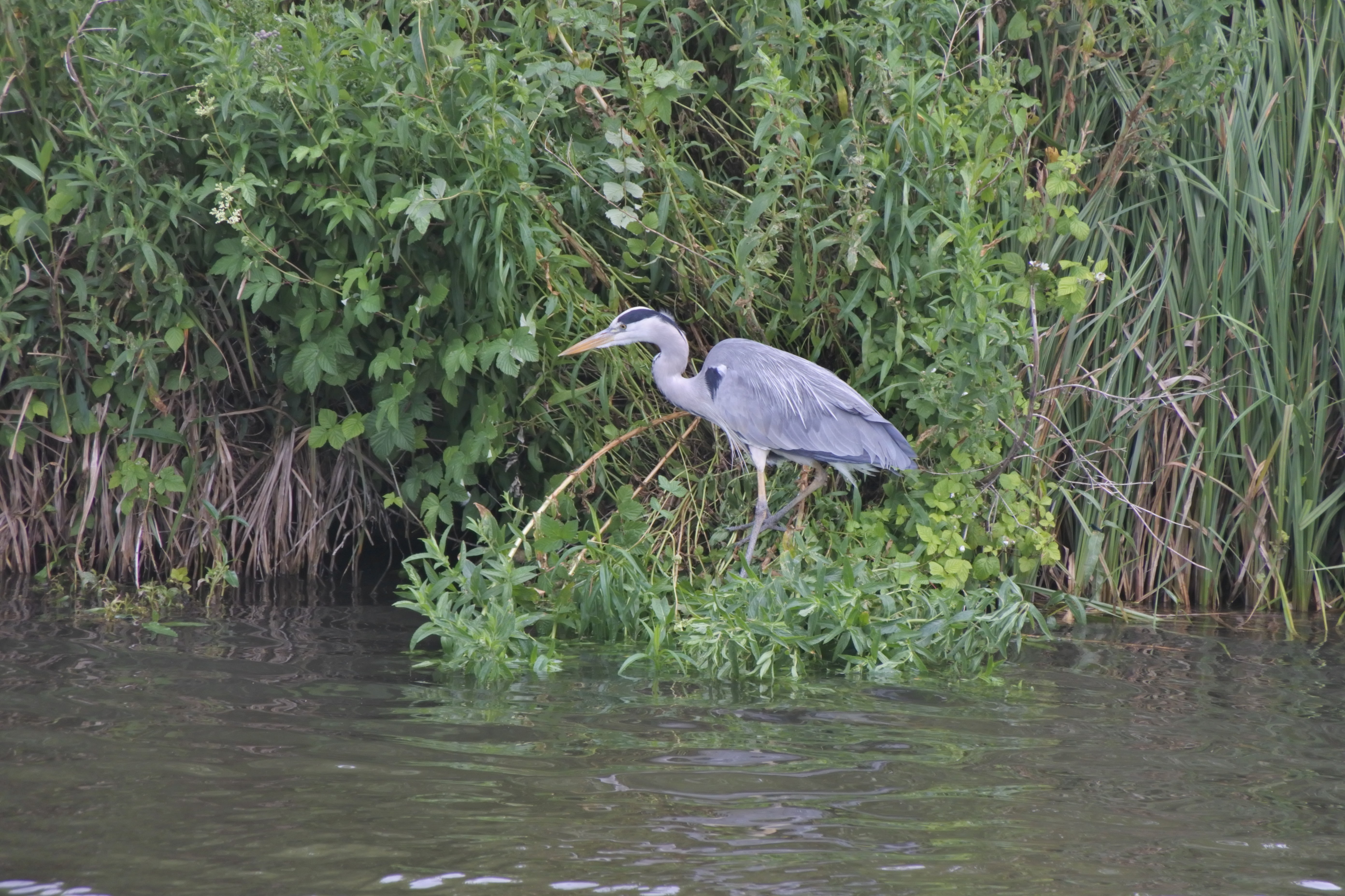 Grey Heron looking for lunch