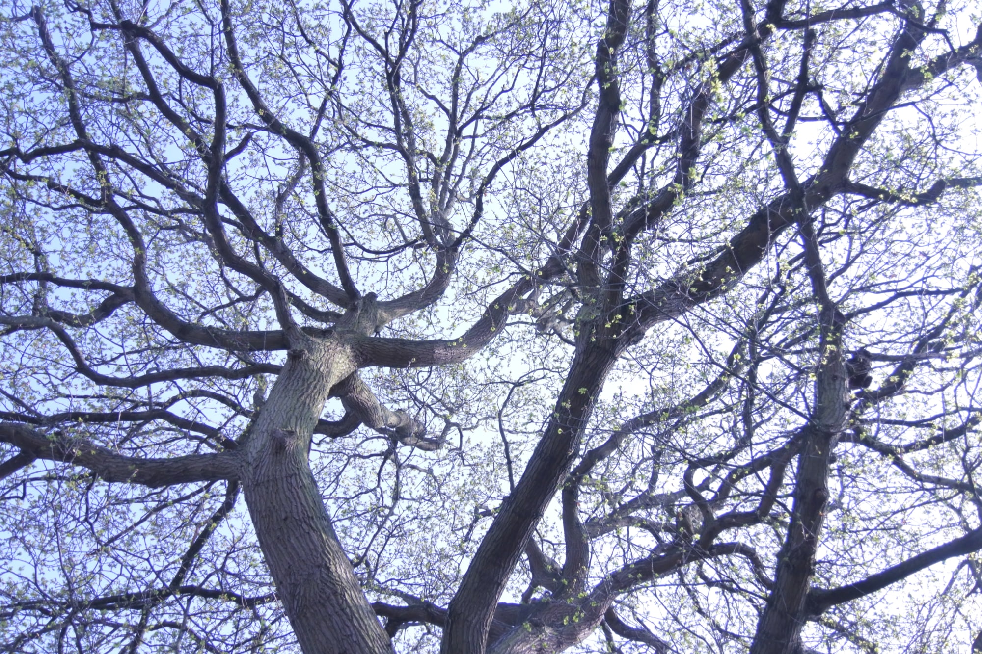 Here is the Oak tree that we have an the bottom of our garden.