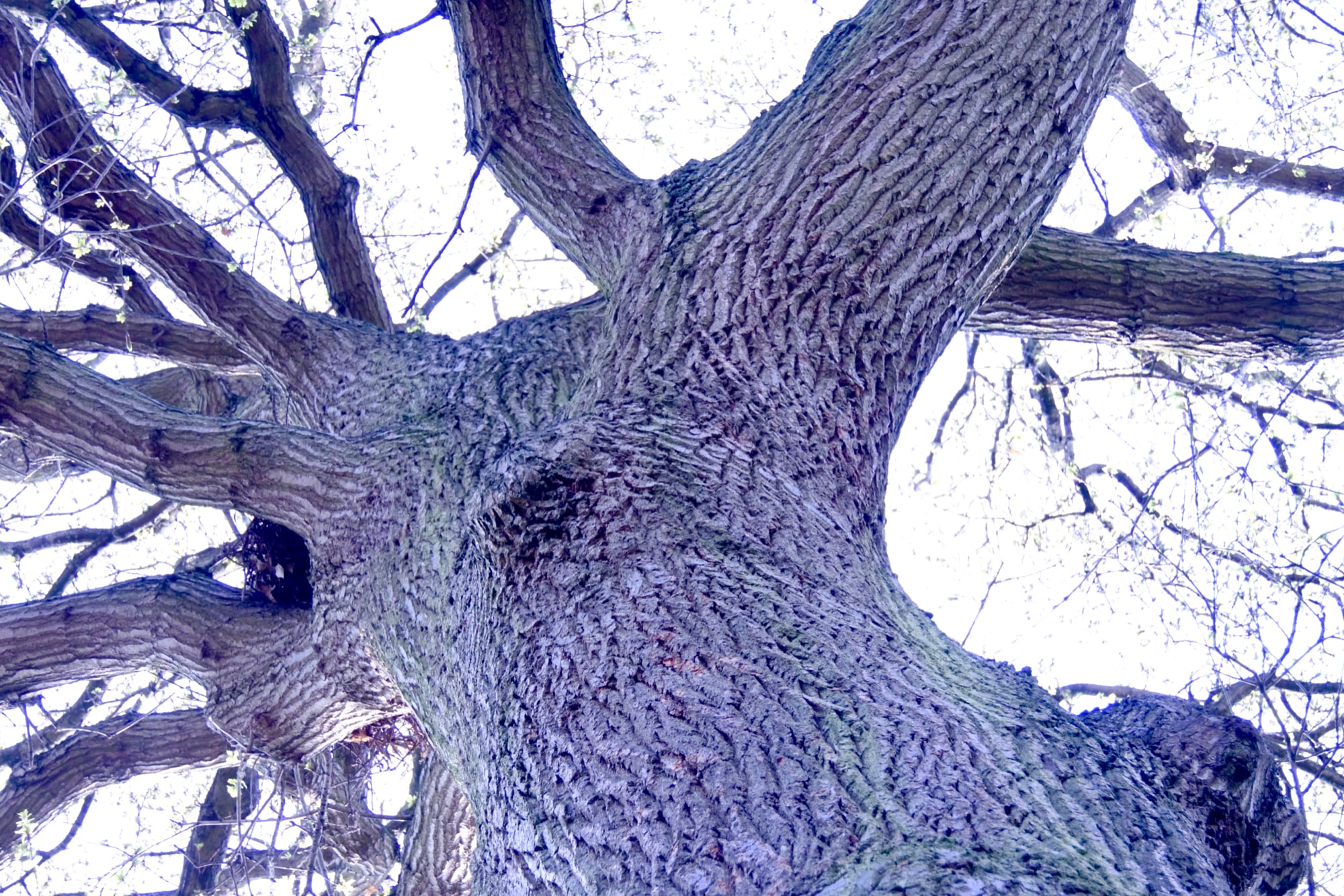The Oak is tall and has a very large trunk