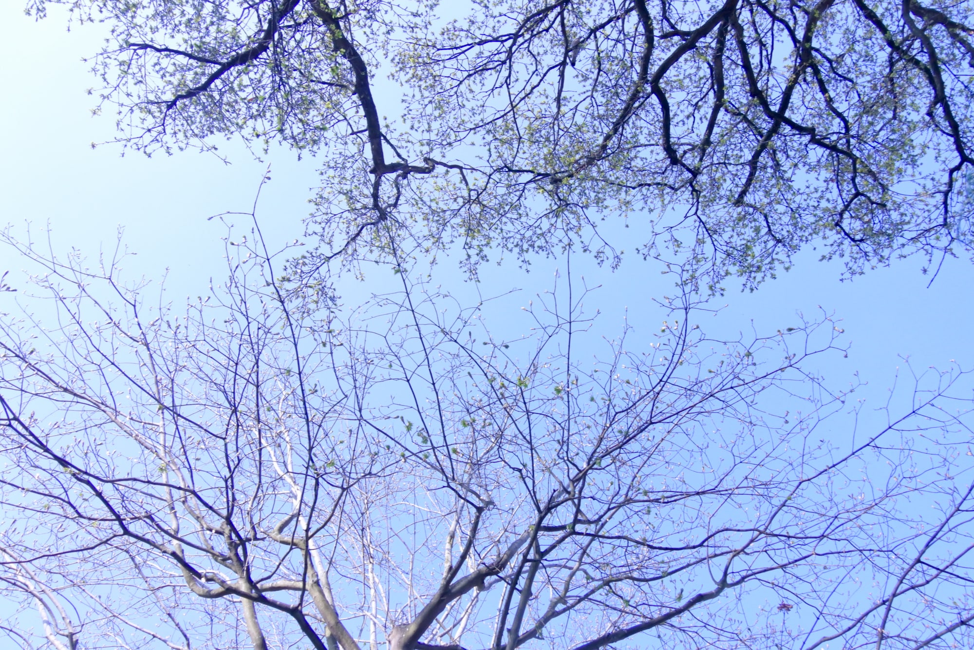 The oak and the sycamore reaching out to each other