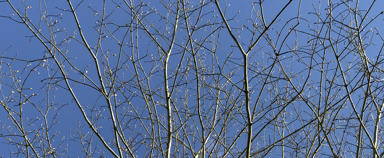 Through the branches of the budding sycamore