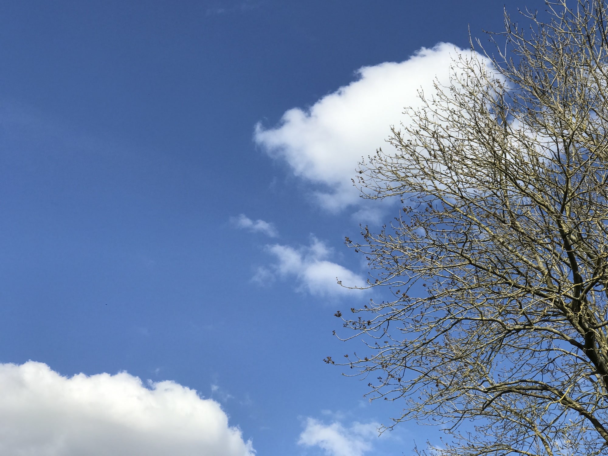 The passing clouds seen through our sycamore tree