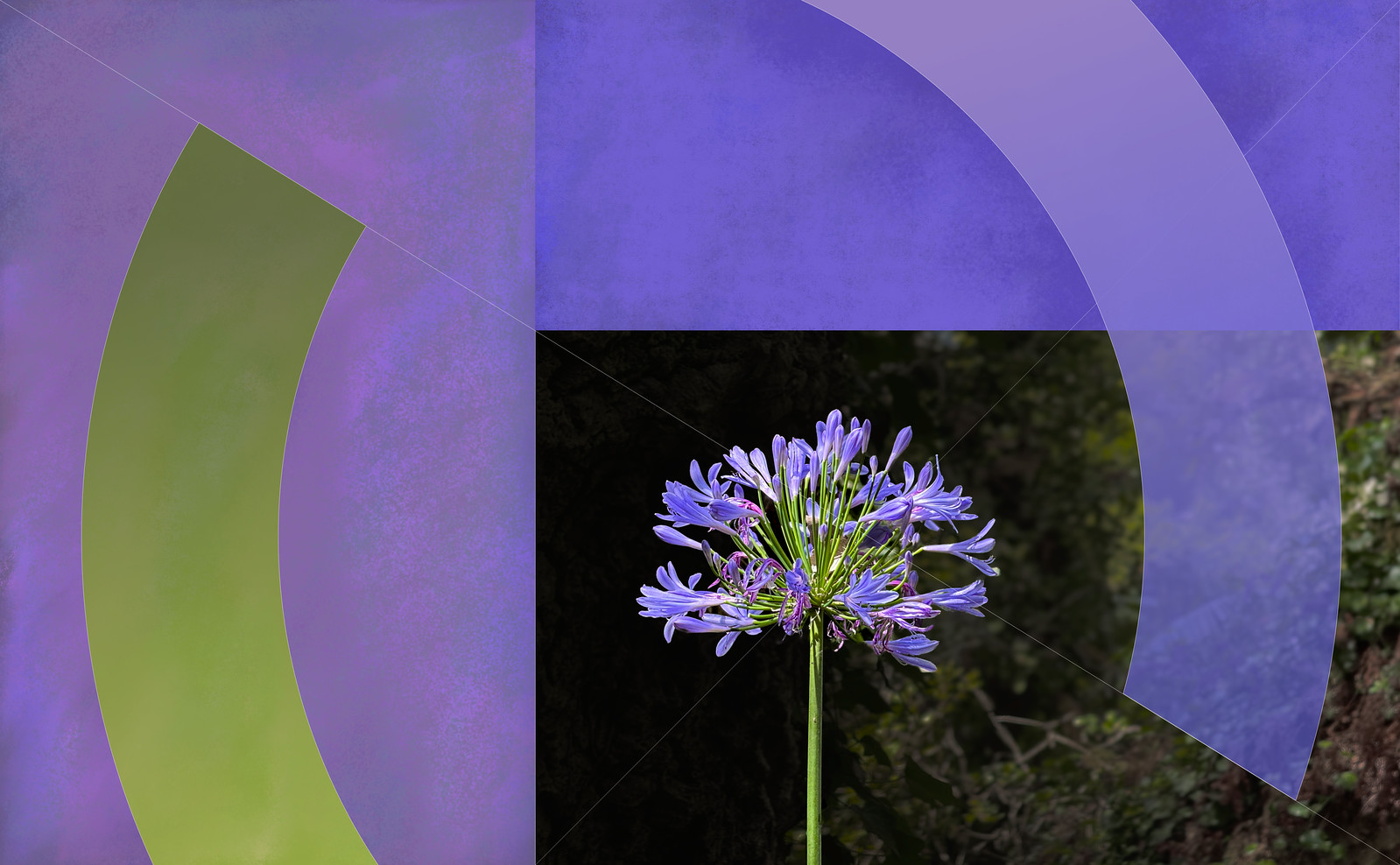 African Lily arcs