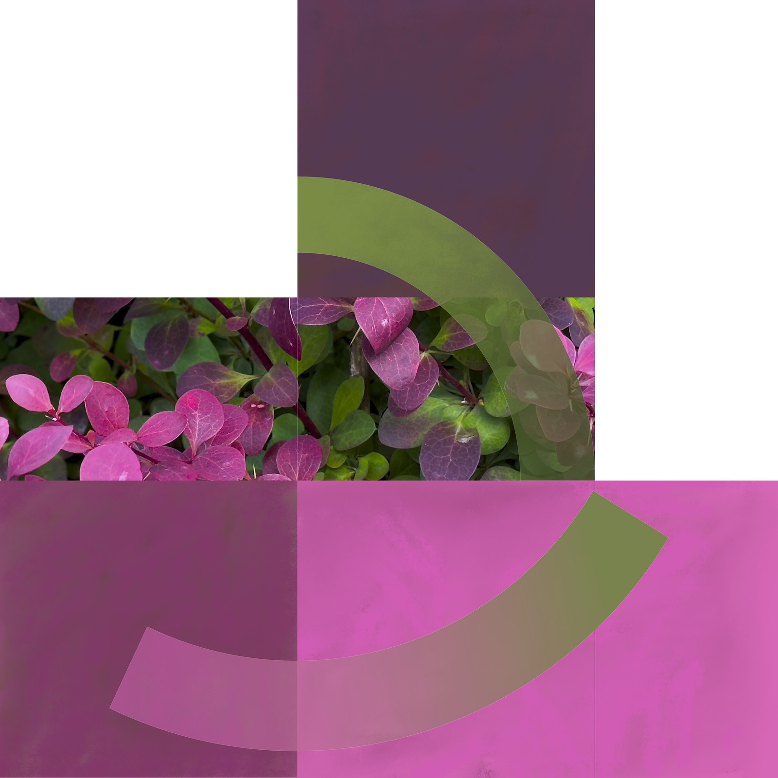 The red and greens