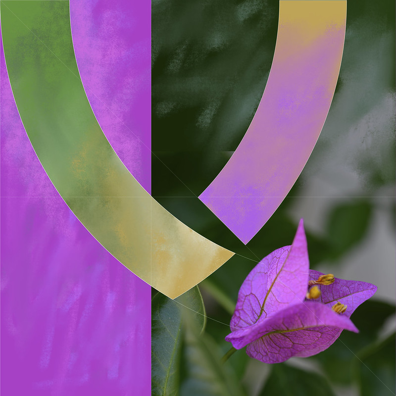 Bougainvillea