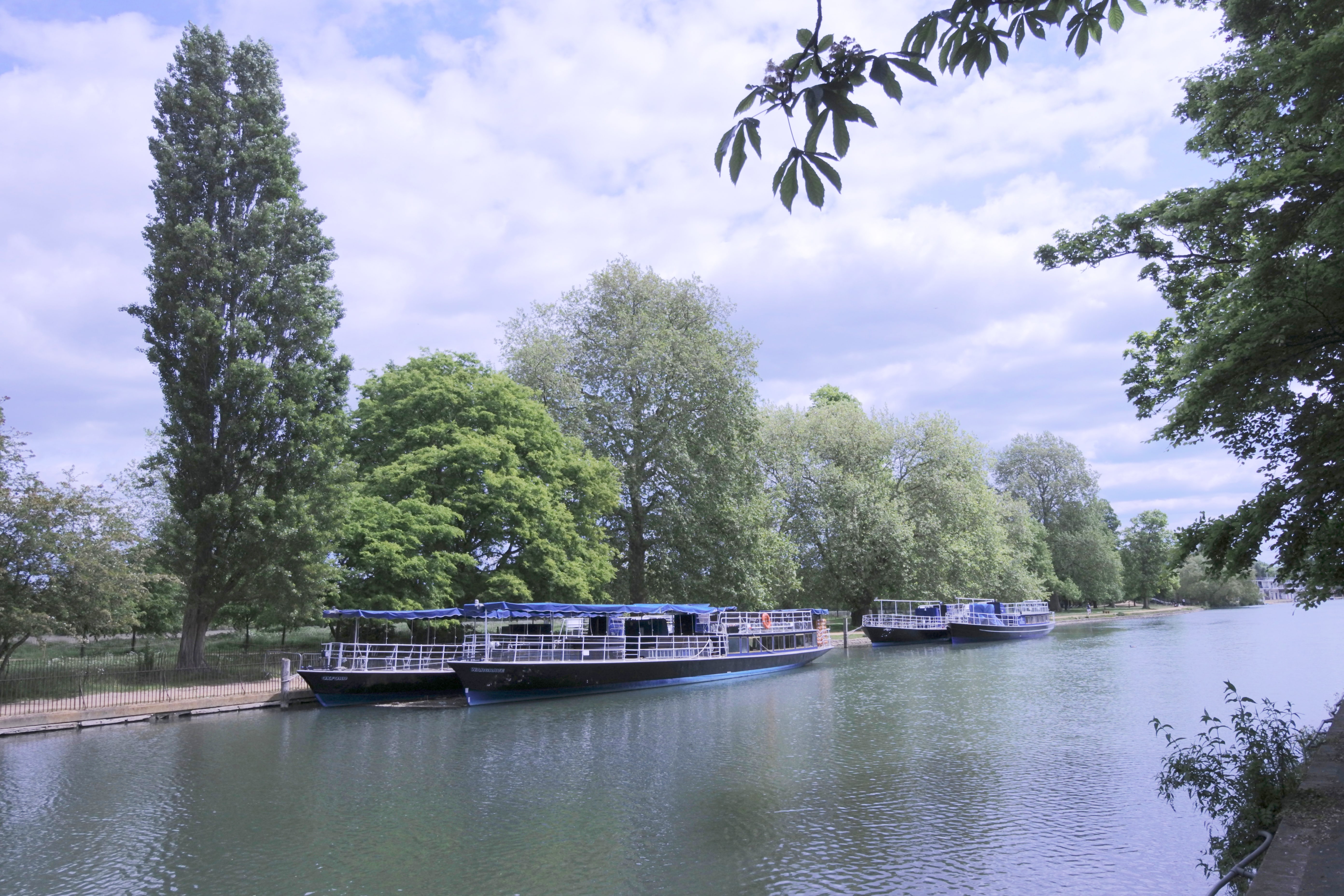 Some Salters boats tied up at Christ Church meadow.