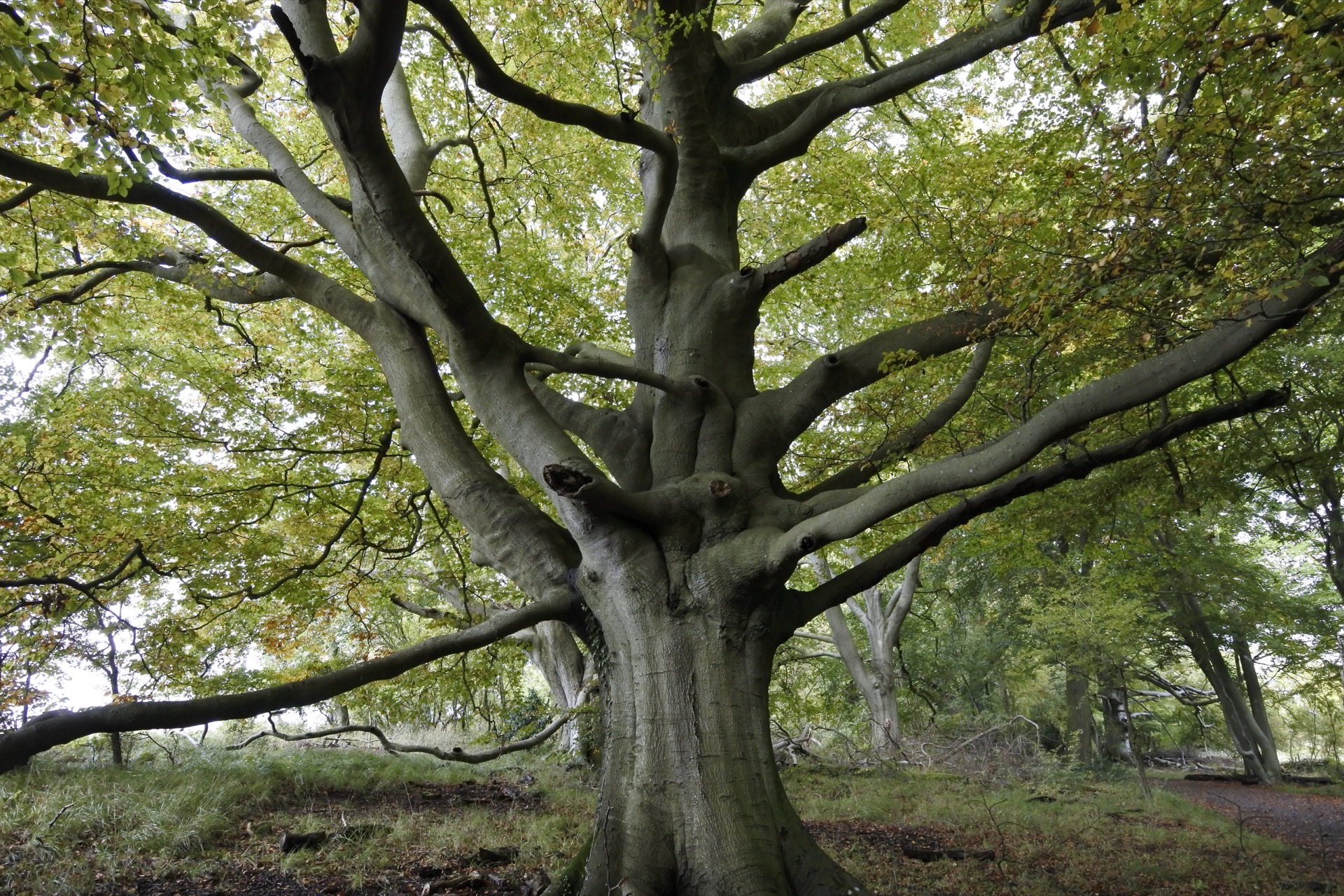 This tree is in Wytham Woods, Oxford