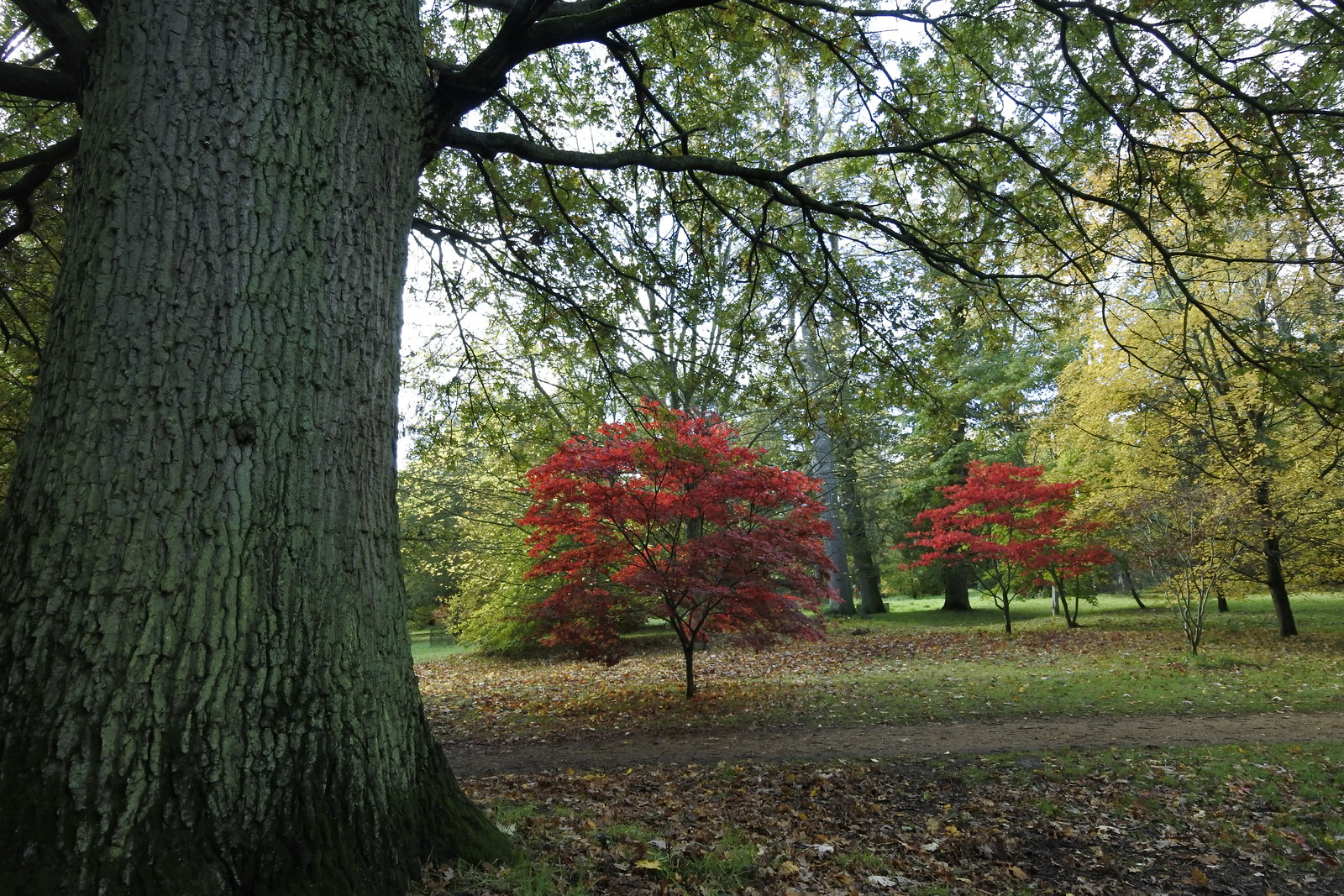Oxford Arboretum