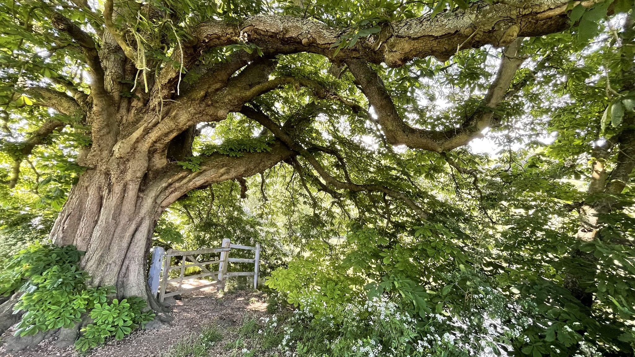 Reaching out River tree