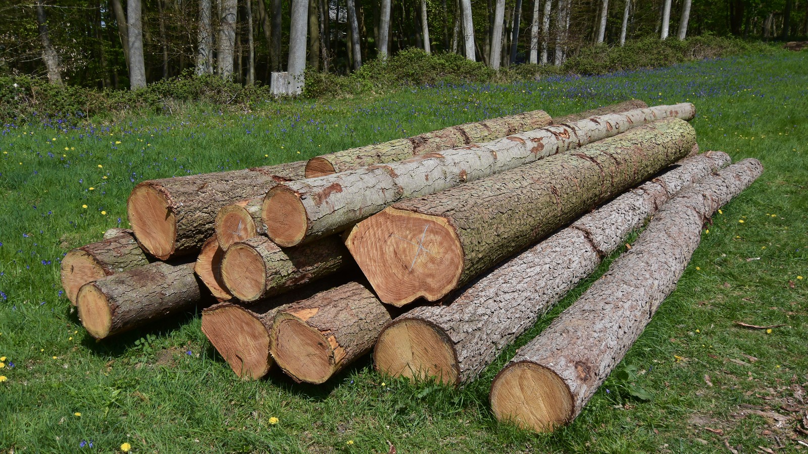 Cut and Stacked, Wytham Woods