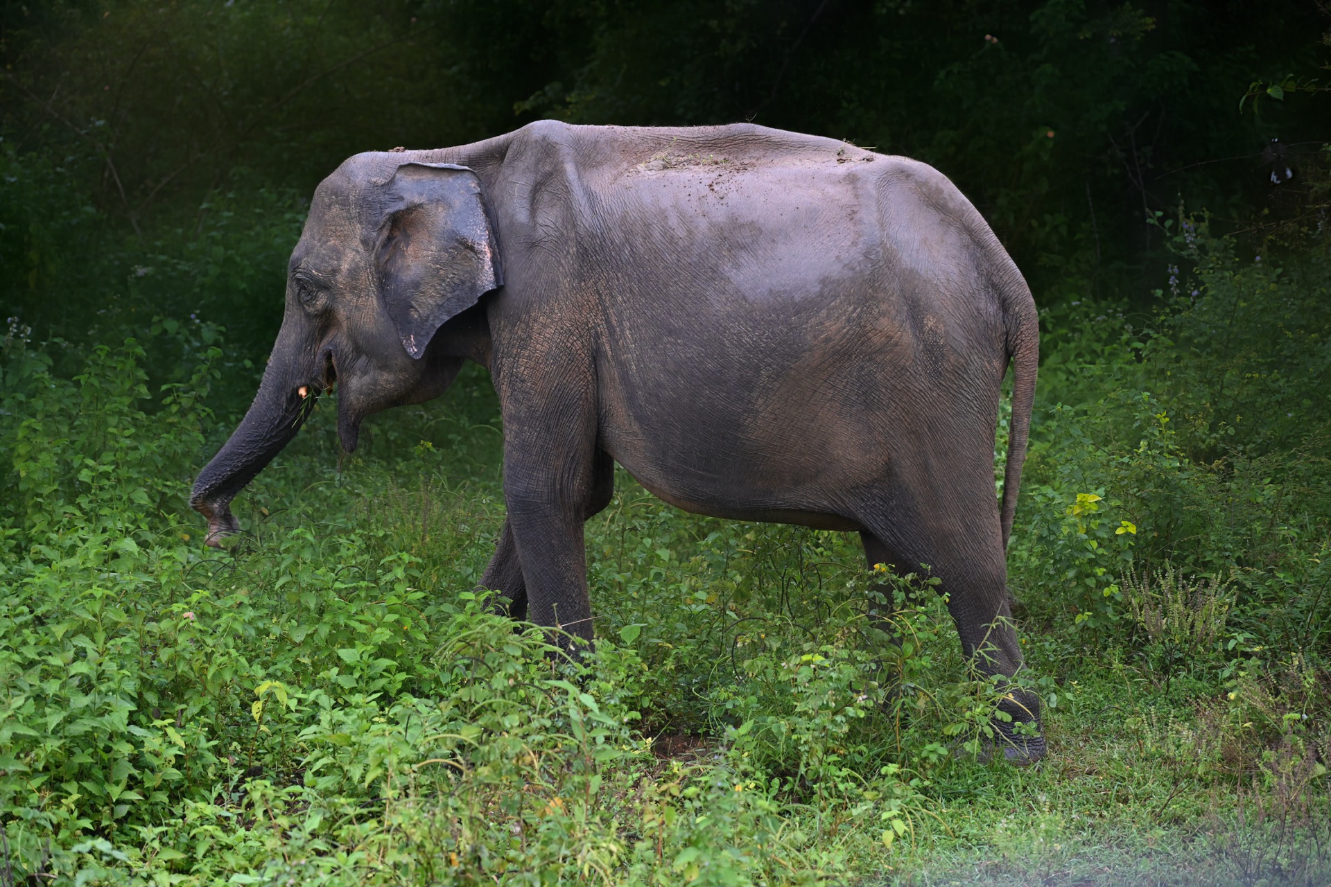 Sri Lankan Elephant