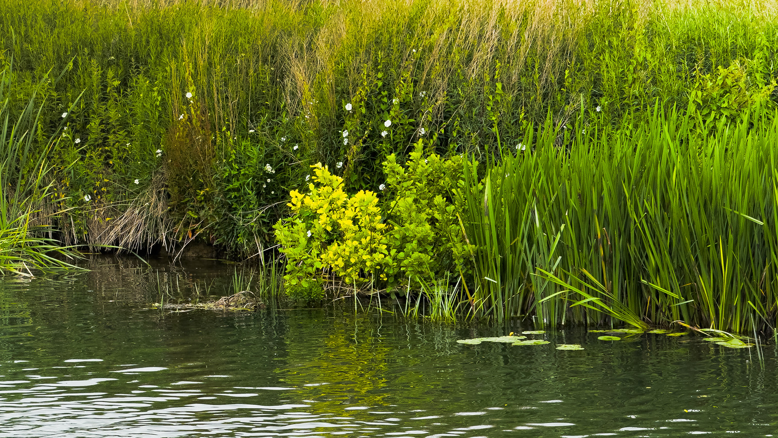 Reeds and Rushes at the edge of the Thames