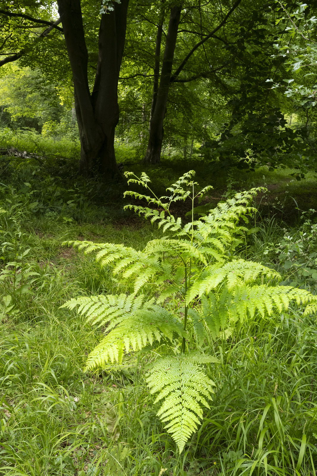 Amongst the grasses and pathways