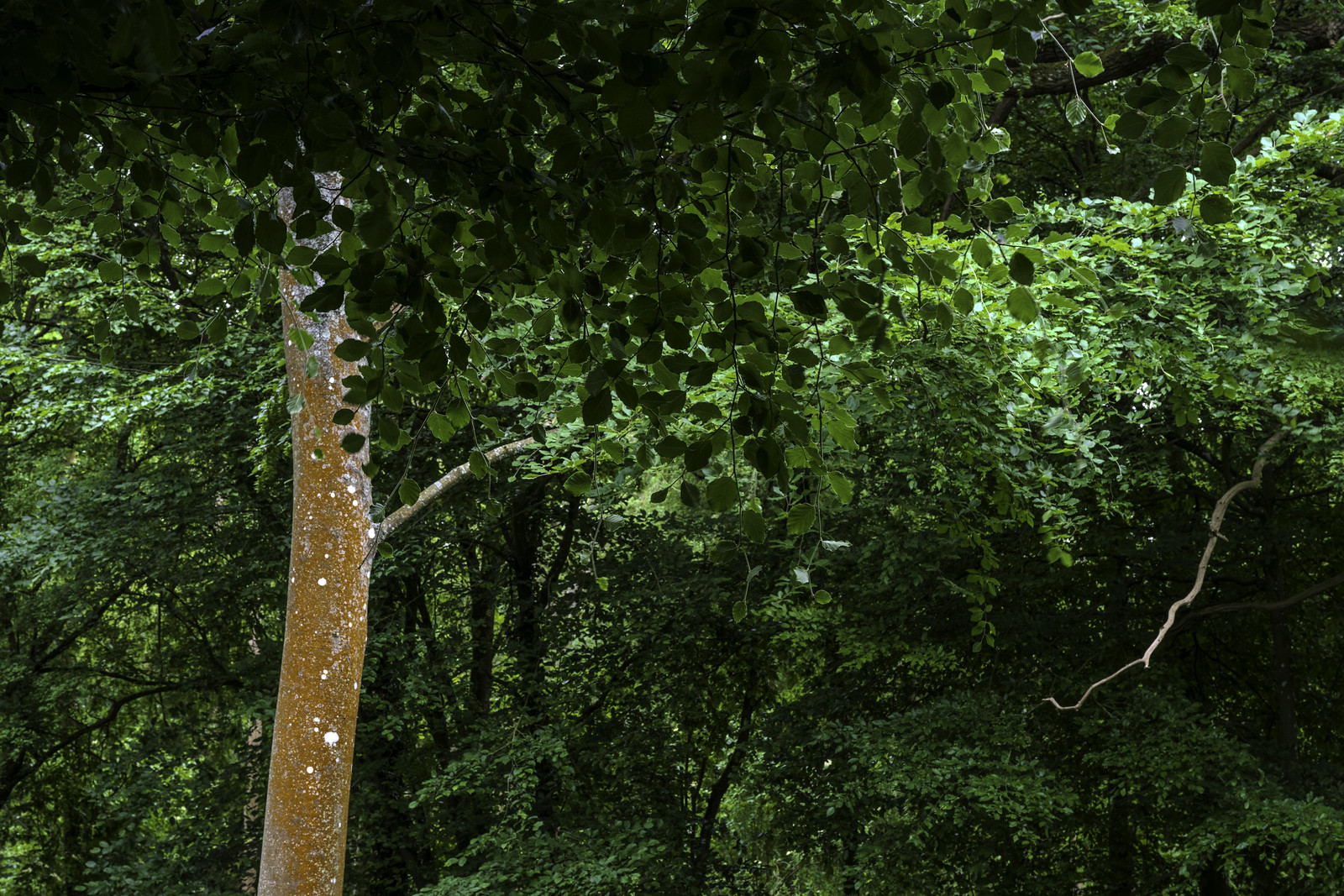 Orange Lichen on a single beech tree