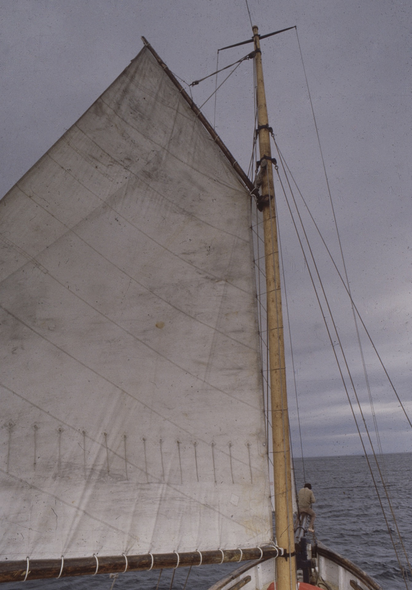 Deli with her mainsail up