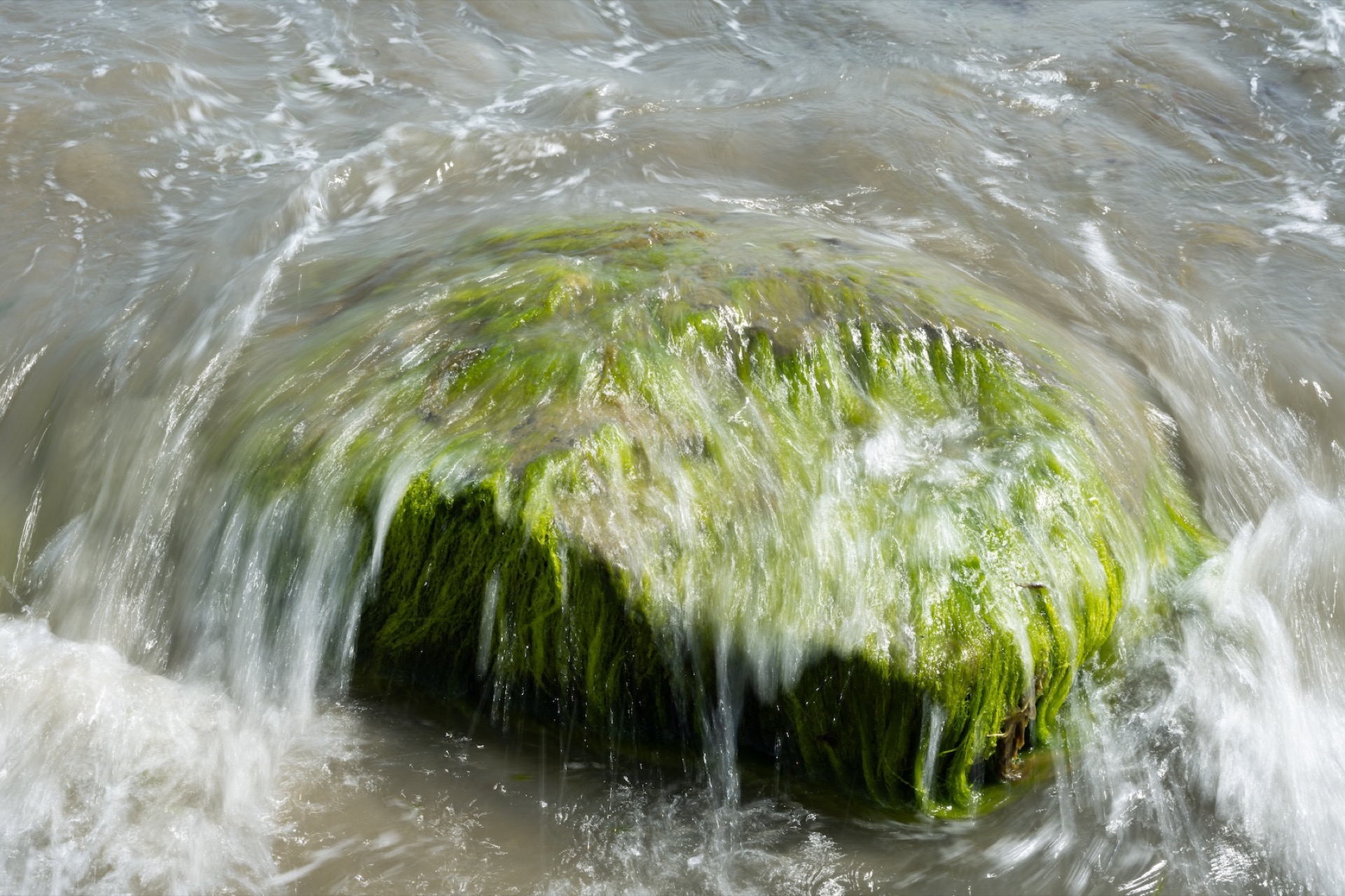 Sea Lettuce