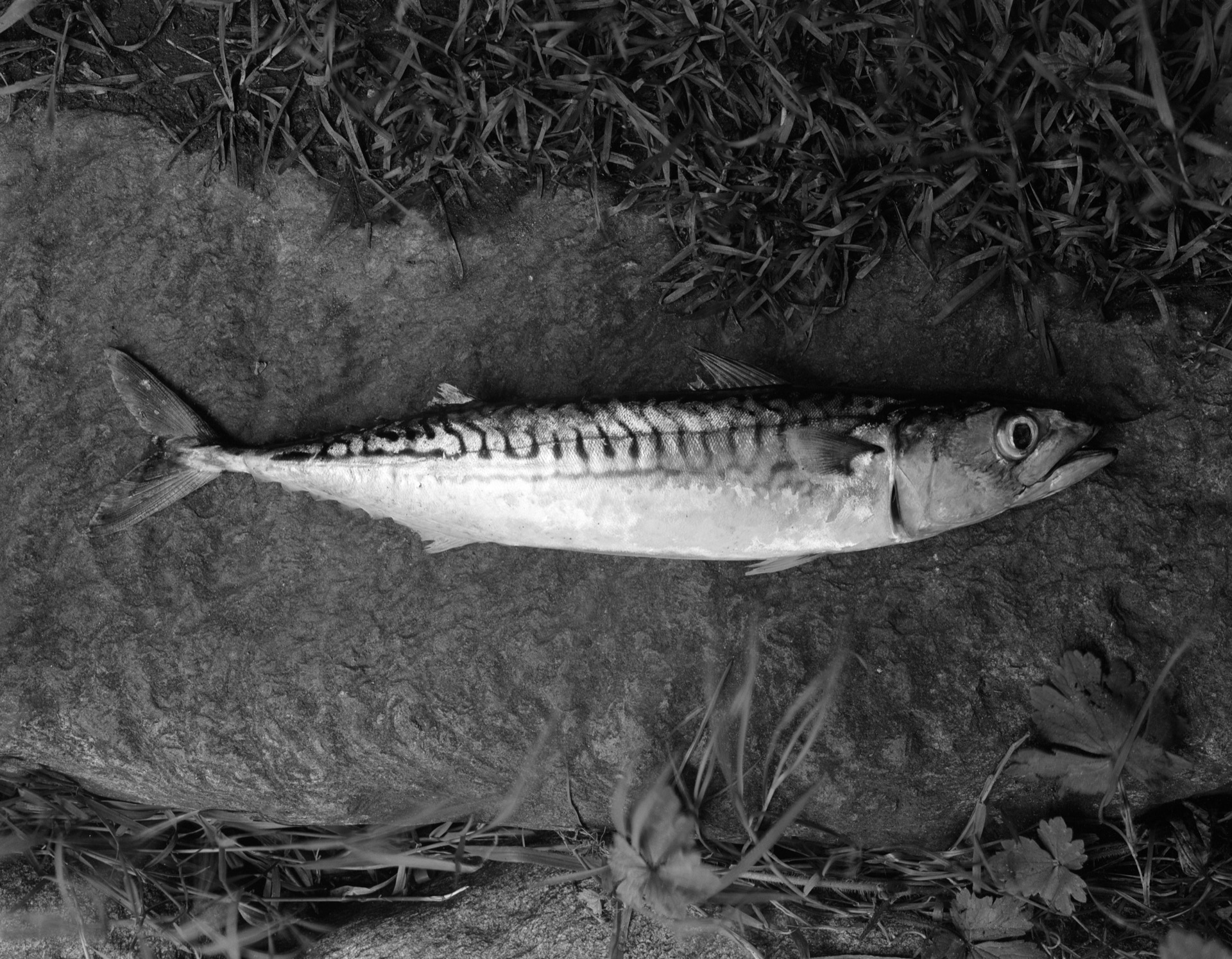 A Mackerel caught from a feather lure, West Loch Tarbert, Ardpatrick, 1979