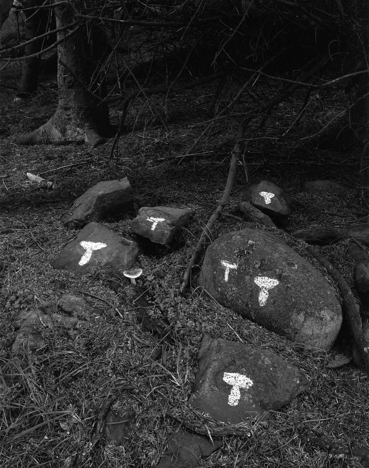 Mushrooms drawn on Rock with chalk, Ardpatrick, 1979