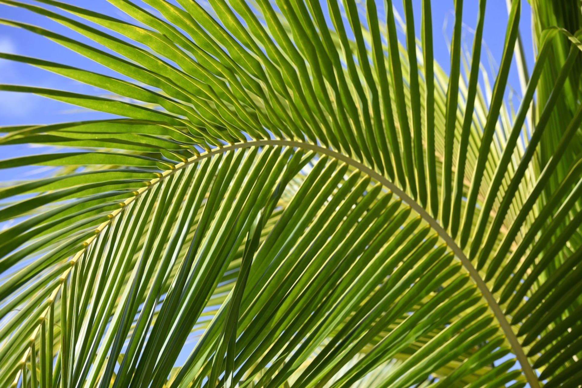 The curving palm leaves