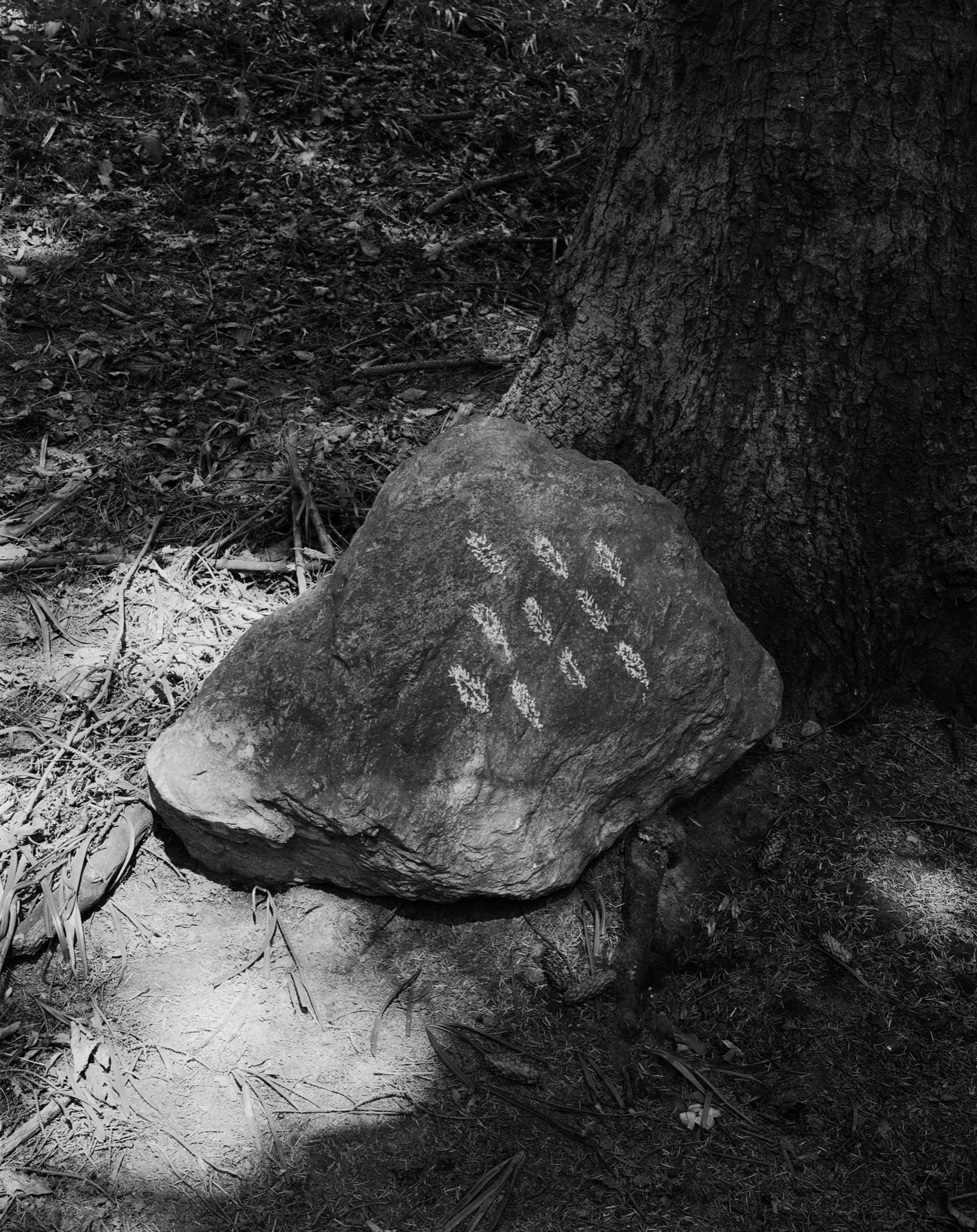 Pine cones drawn on Rock with Chalk, Ardpatrick, 1979