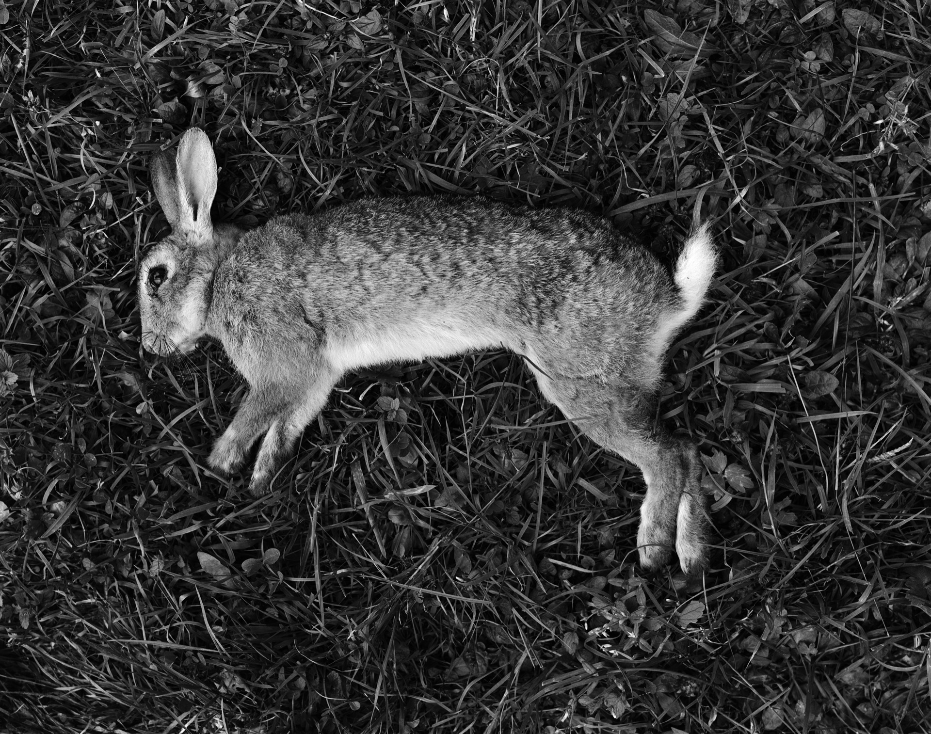 Rabbit hunted and killed with a shotgun, Ardpatrick, 1980