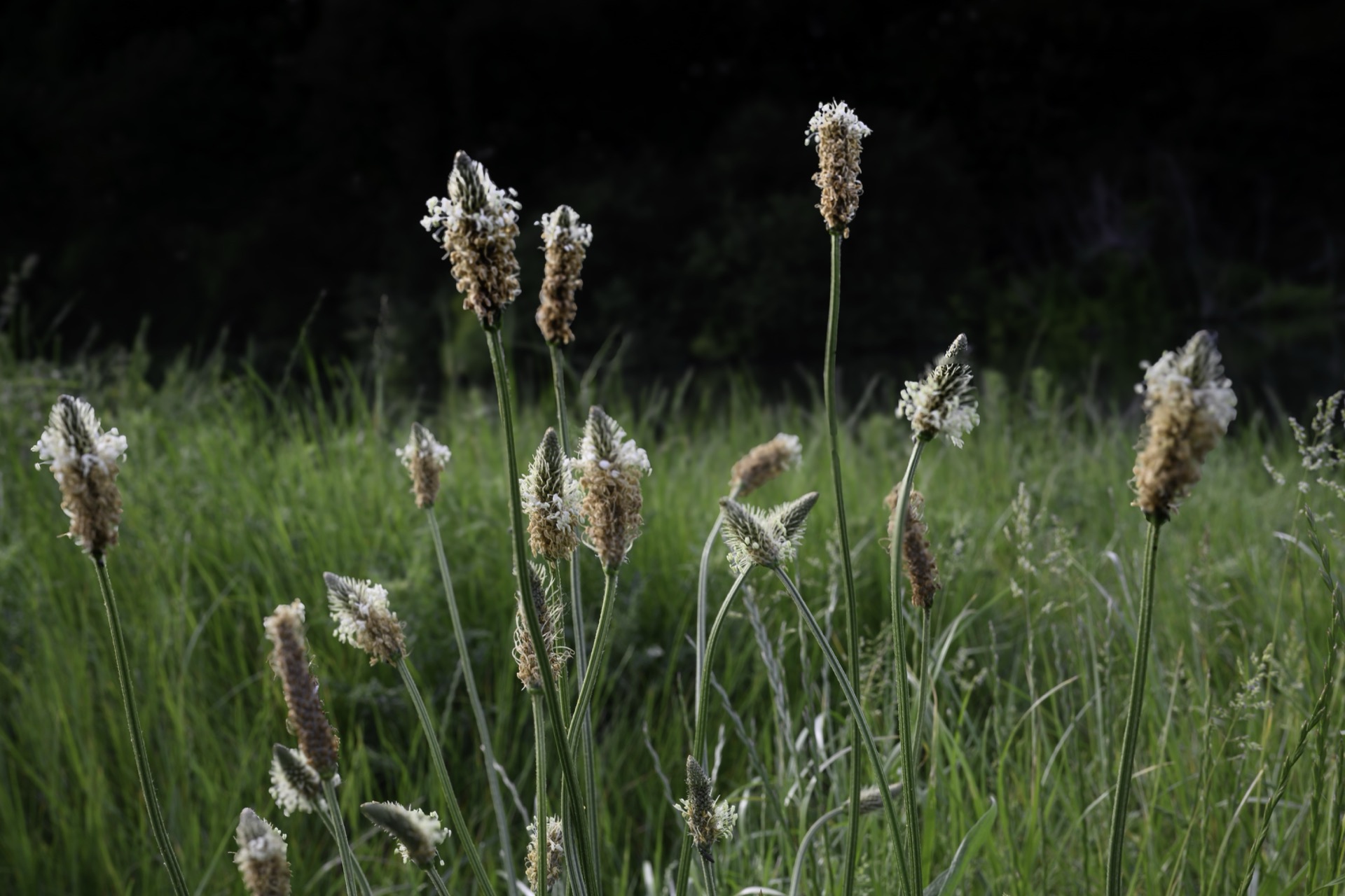 Ribwort in May, Oxfordshire