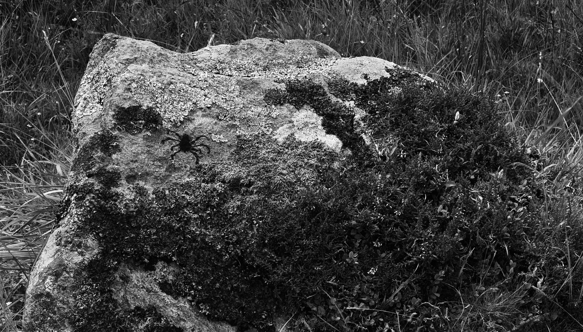 Spider drawing, Charcoal on Rock, Ardpatrick, 1979