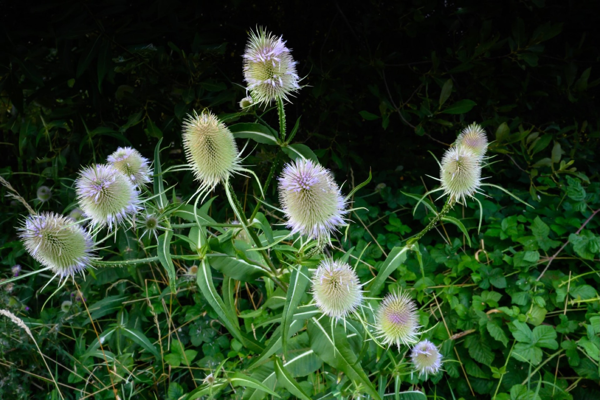 Wild Teasel seen on my walk