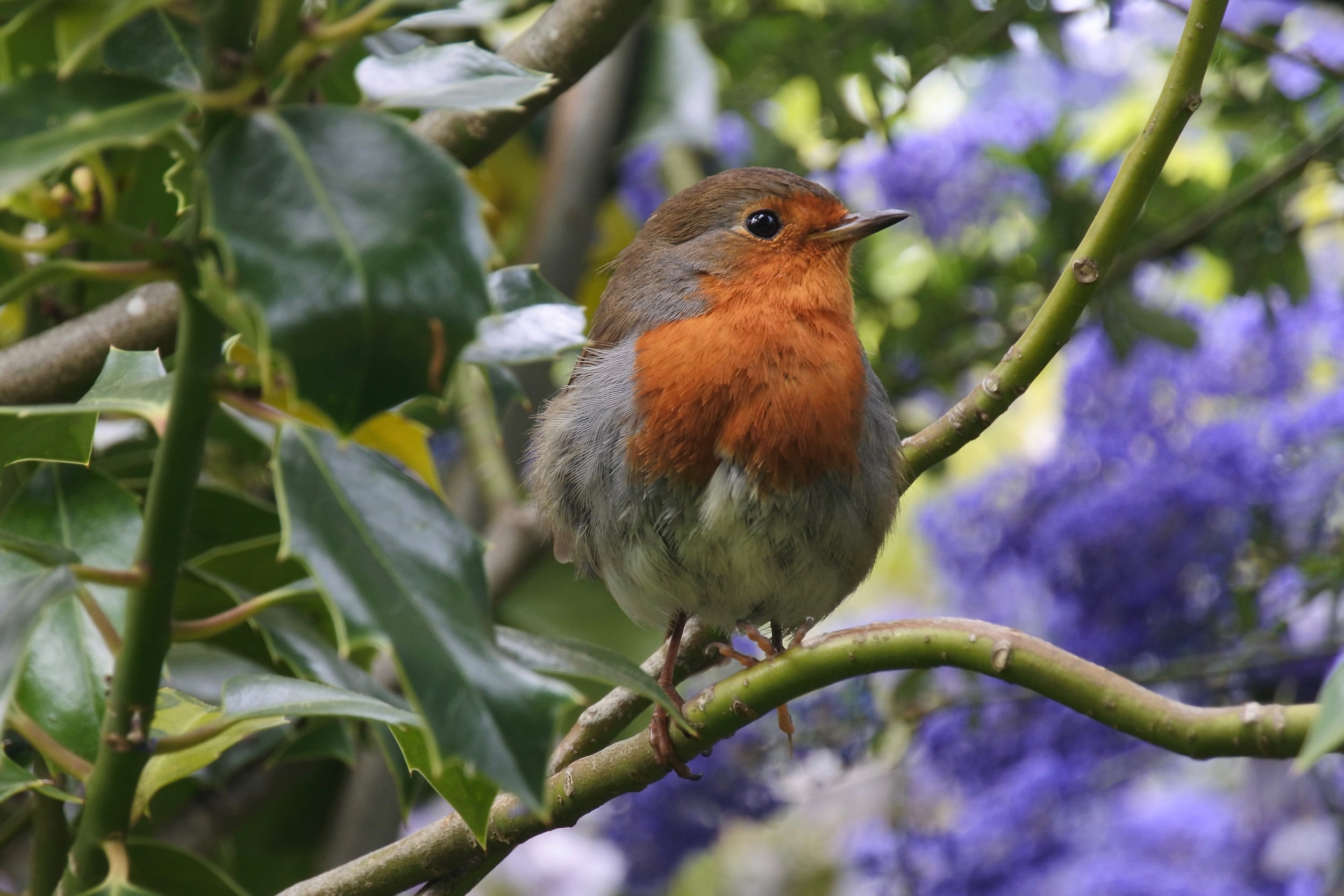 This robin is very friendly to us humans but does not like Asima at all