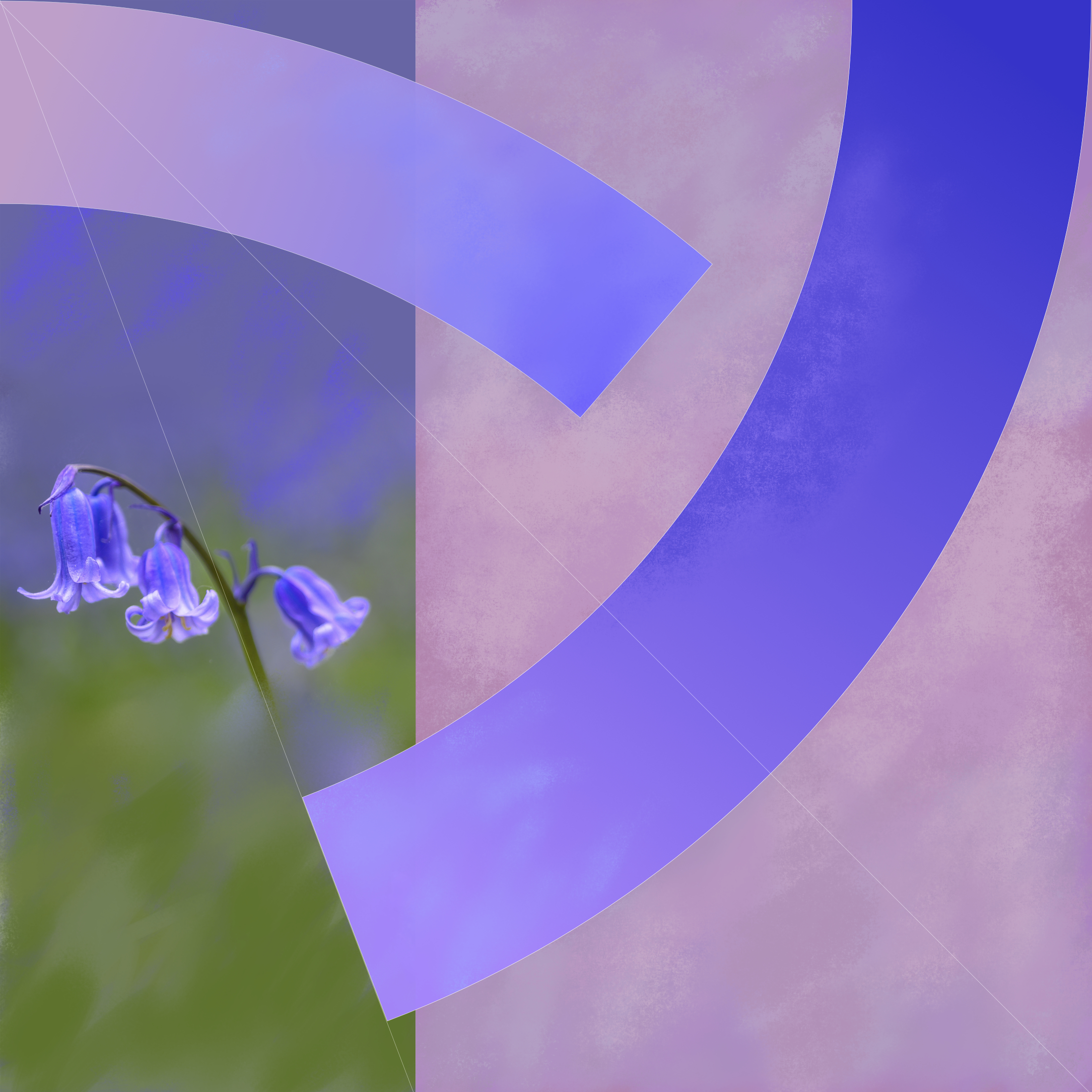 Bluebells in the Woods