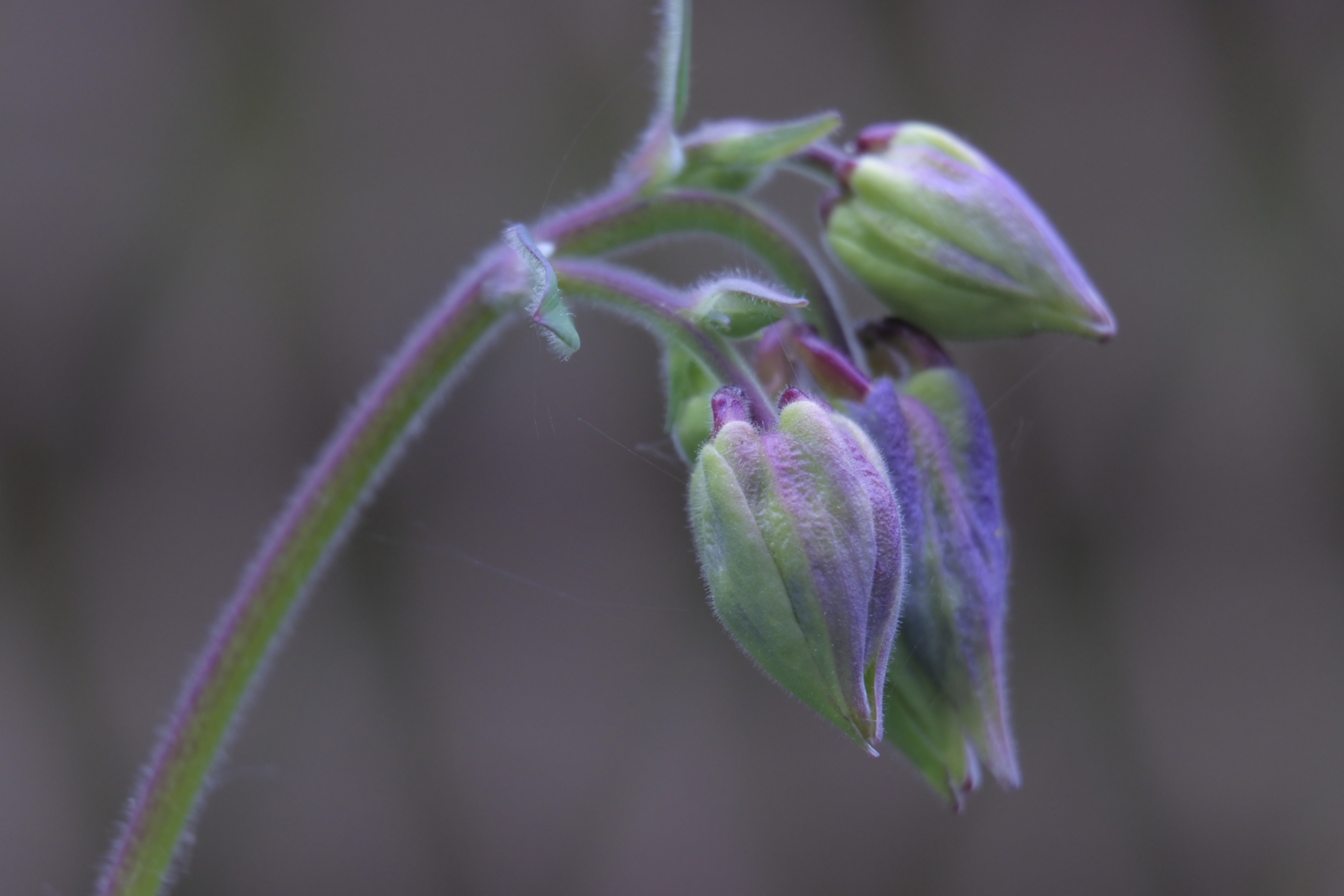 Green and Mauve