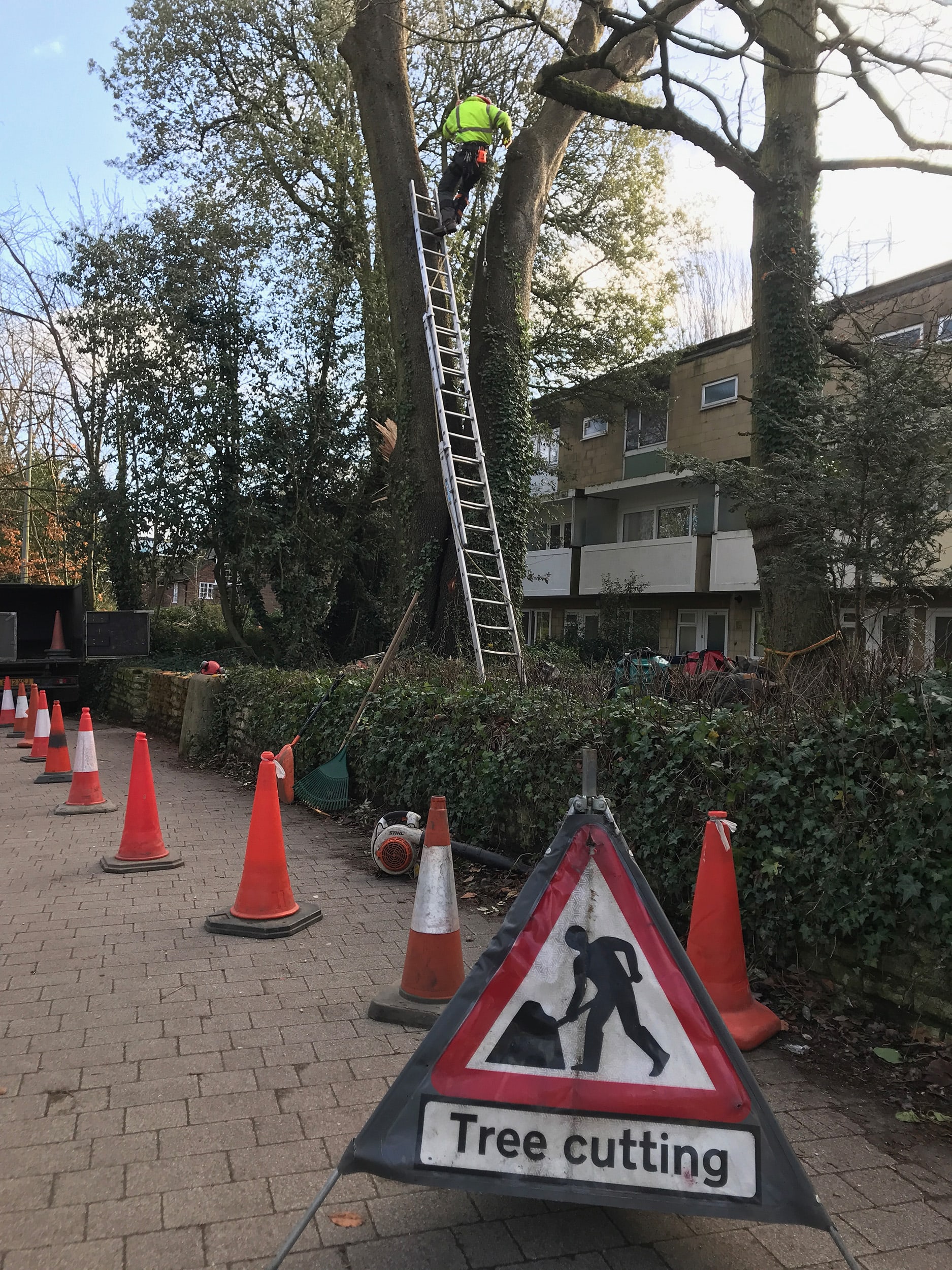 Tree Cutting after storm Dennis