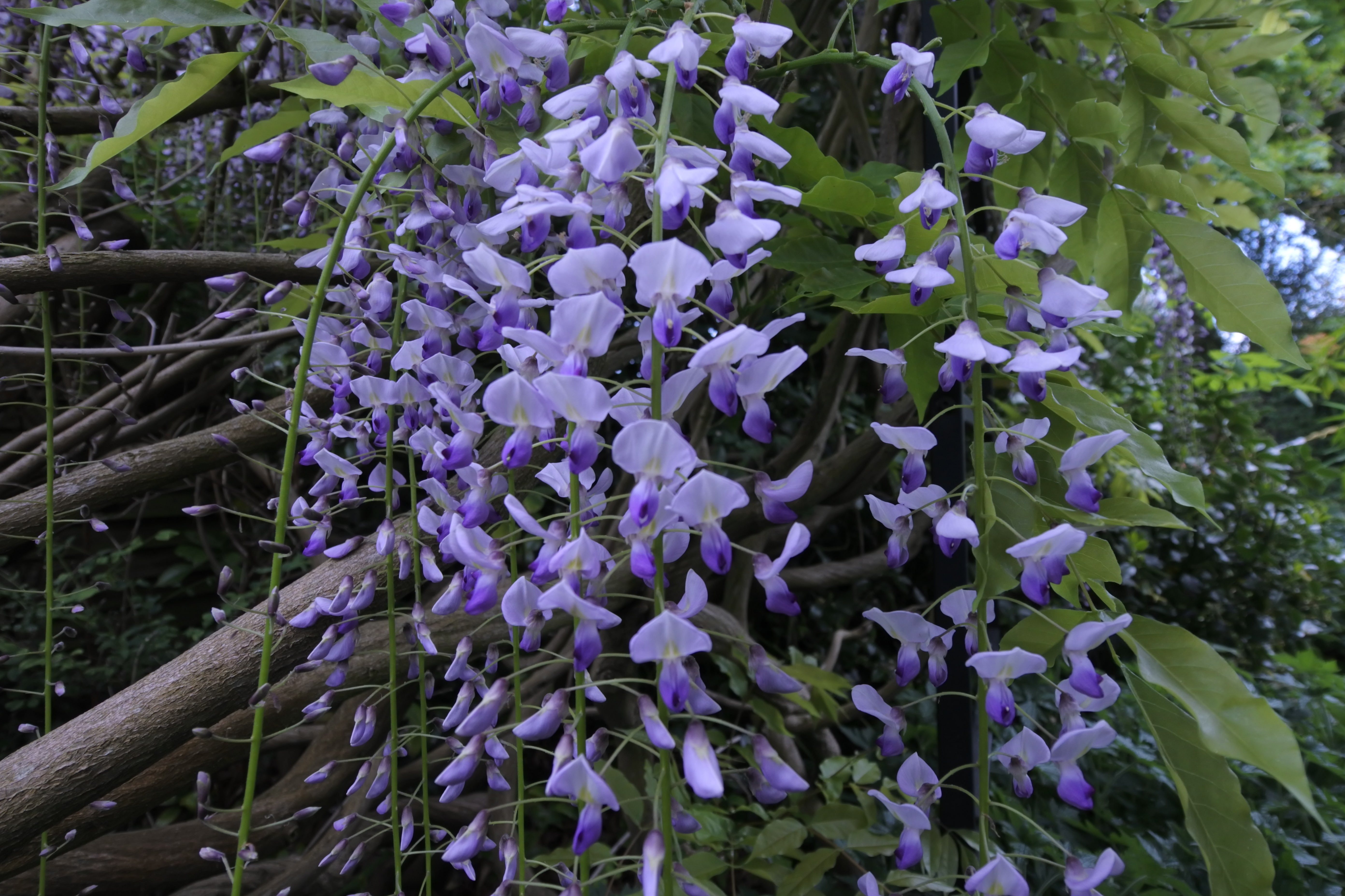 Wisteria brachybotrys