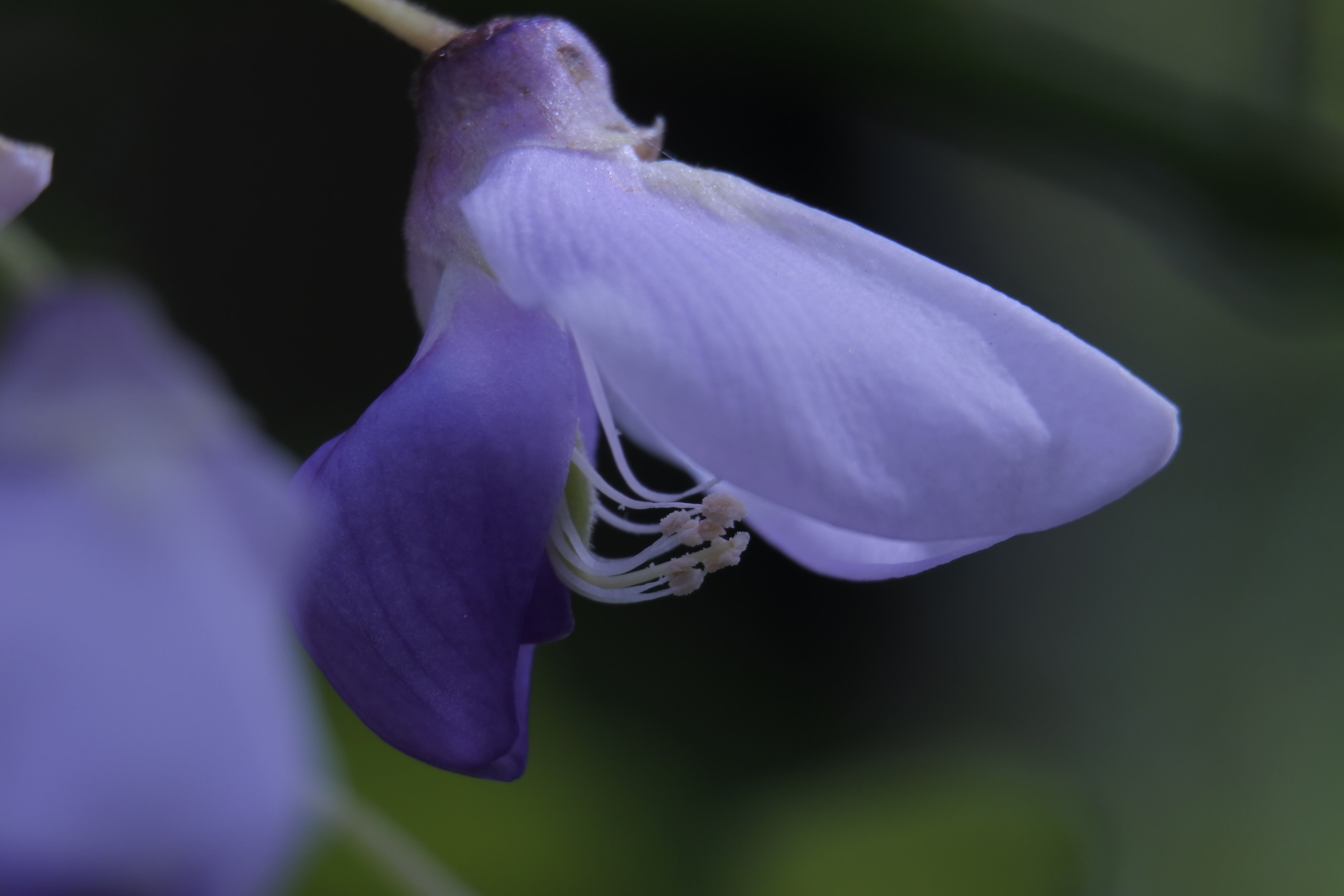 Inside the flower the wasps find the stamen