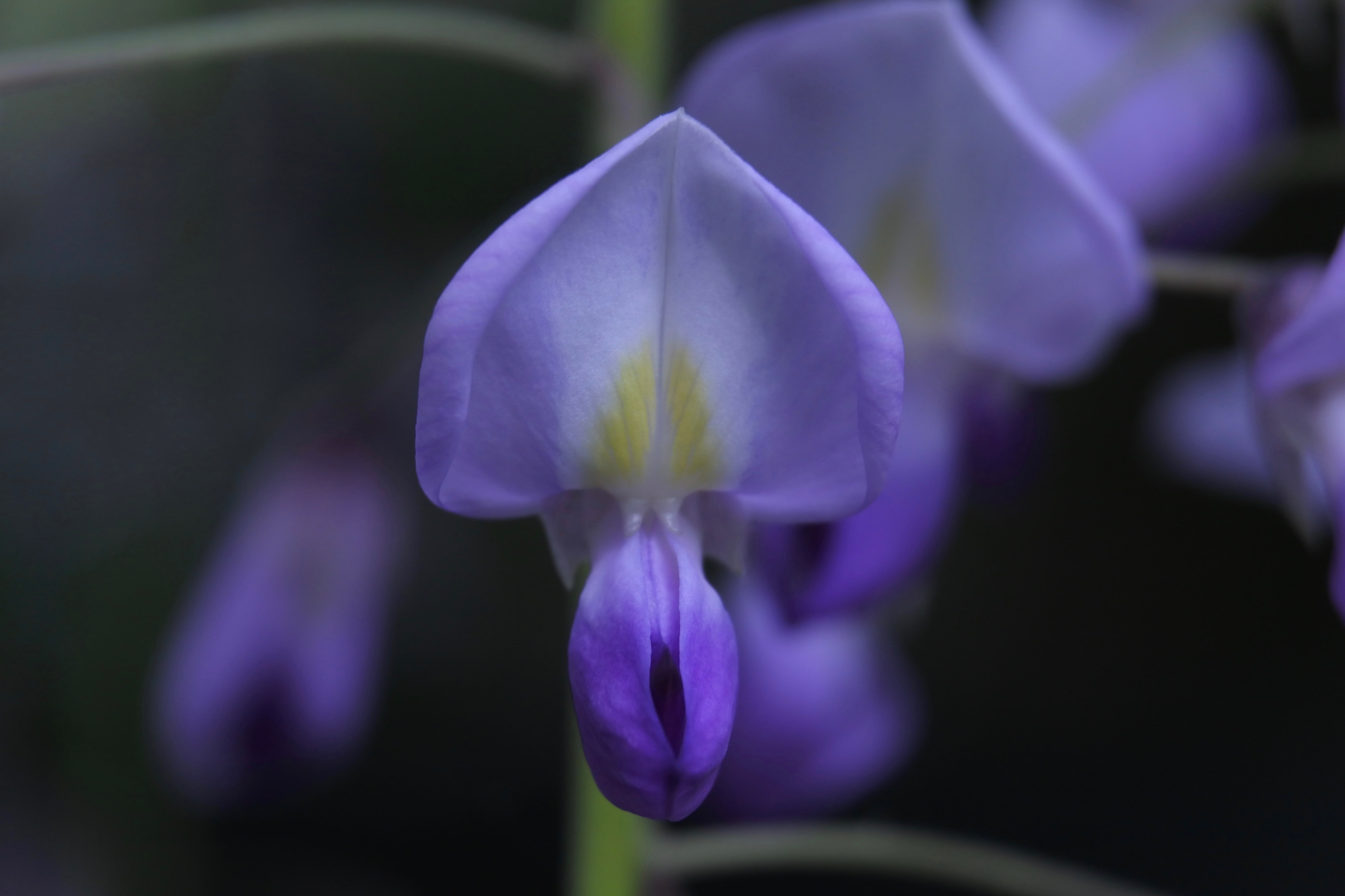 Closeup of the shape of the wisteria flower